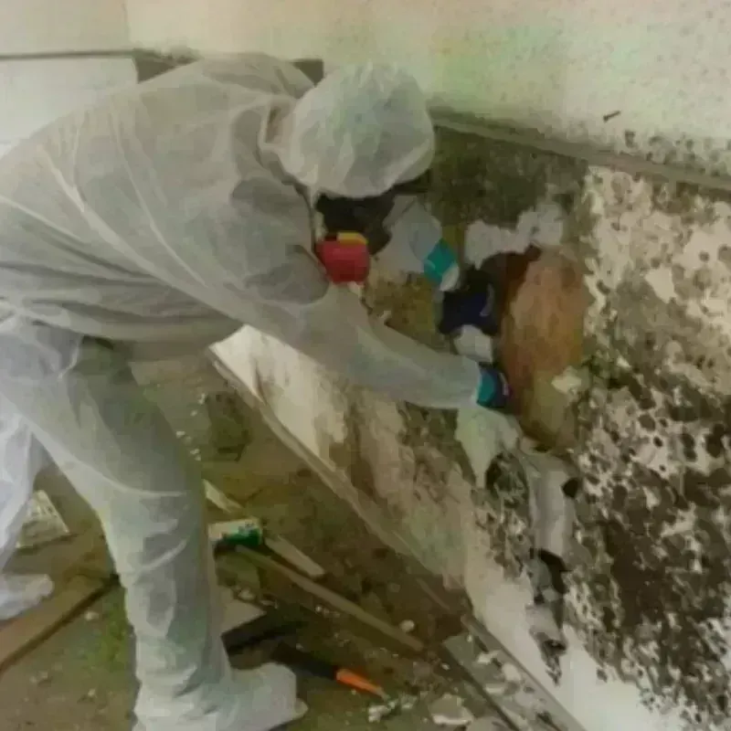 Mold Remediation and Removal in Riverview, FL